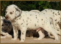 Rüde Nr. 1: blaues Halsband