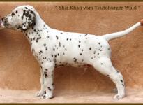 Shir Khan vom Teutoburger Wald (blaues Halsband)