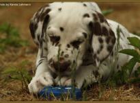 Shir Khan vom Teutoburger Wald