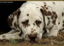 Shir Khan vom Teutoburger Wald genannt Sirius (vermittelt an: Birgit Heise ,58119 Hagen)