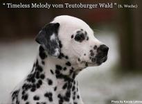 Timeless Melody vom Teutoburger Wald