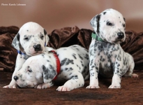 Drei weiß-schwarze Brüder: Mr. Blau, Mr. Rot und Mr. Grün