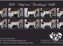 DD-Wurf vom Teutoburger Wald (7. Lebenswoche)