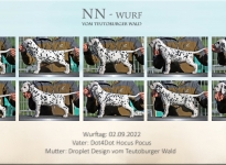 Standfotos NN-Wurf vom Teutoburger Wald - 7. Lebenswoche