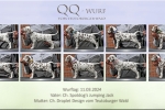 QQ - Wurf vom Teutoburger Wald - Standfotos