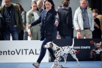 CACIB II Internationale Ausstellung Styrian Winner (AT) BEST IN GROUP JUNIOR – Quiet Que vom Teutoburger Wald