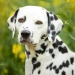 Neverfading Nightlily vom Teutoburger Wald (3 Jahre)