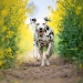 Neverfading Nightlily vom Teutoburger Wald (3 Jahre)