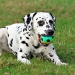 Newton Number vom Teutoburger Wald (2 Jahre alt)