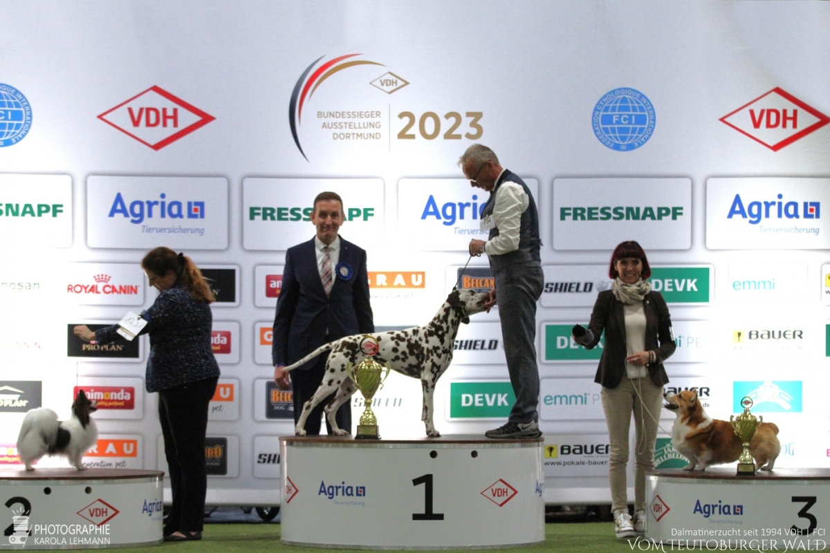 Veteranen Klasse Rüden (1 Meldung): Ch. Christi ORMOND Magic Moon (Moony, 9 Jahre) Bester Veteran VDH Bundes-Veteranensieger 2023 BEST IN SHOW VETERAN (FCI-Gruppen 1, 6, 9)