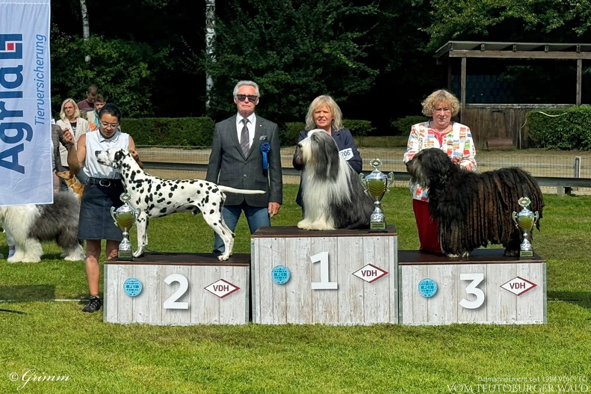 Veteranen Klasse Rüden (1 Meldung) Int. + Multi Ch. Canadian Club vom Teutoburger Wald Vater: Asshay vom Gramzower Kloster Mutter: Ch. Obonya’s Pride Anna-Ariella Vorzüglich Platz 1, VetCAC, Vet. FCI-CACIB, BOB VDH German Veteran Winner 2024 BESTER VETERAN BEST OF BREED BEST IN SHOW VETERAN 2. Platz (28.07.2024)