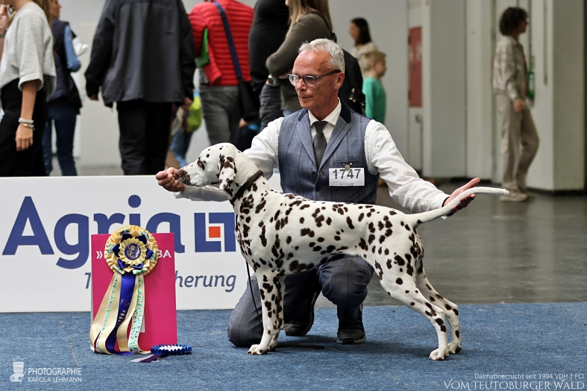 Jugend Klasse Hündinnen: Timeless Twilight vom Teutoburger Wald (Lotte) V: Int + Multi Ch Running Spot’s Dancing Bob M: Ch Jameelah’s Journey vom Teutoburger Wald Vorzüglich Platz 1 VDH Europa Jugendsiegerin 2026 Bester Jugendhund Jugend Klasse Hündinnen: Timeless Twilight vom Teutoburger Wald (Lotte) V: Int + Multi Ch Running Spot’s Dancing Bob M: Ch Jameelah’s Journey vom Teutoburger Wald Vorzüglich Platz 1 VDH Europa Jugendsiegerin 2026 Bester Jugendhund