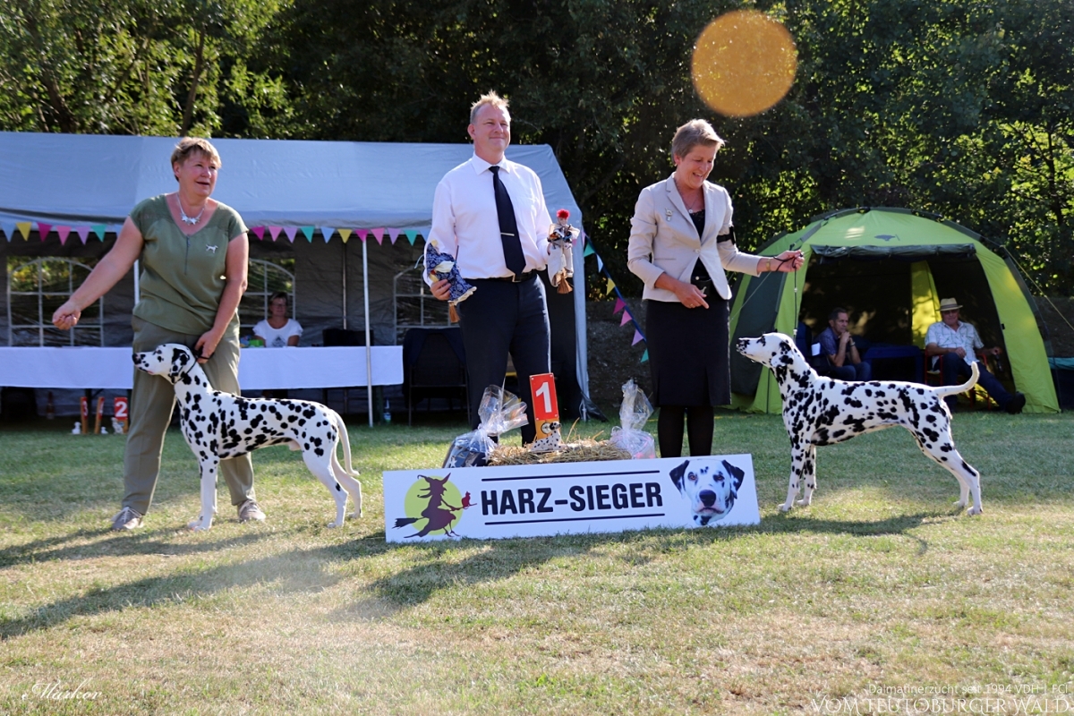 Jugend Klasse Rüden: JCh. Precious Picasso vom Teutoburger Wald V: Ch. Puntinato Ballante Tic Tac Terror M: Ch. Flame of Fame vom Teutoburger Wald Doghandler: Heike Winter 31.08.2024 – Vorzüglich Platz 2 01.09.2024 – Vorzüglich Platz 1 BESTER JUGENDHUND BESTER RÜDE BEST OF OPPOSITE SEX (BOS)