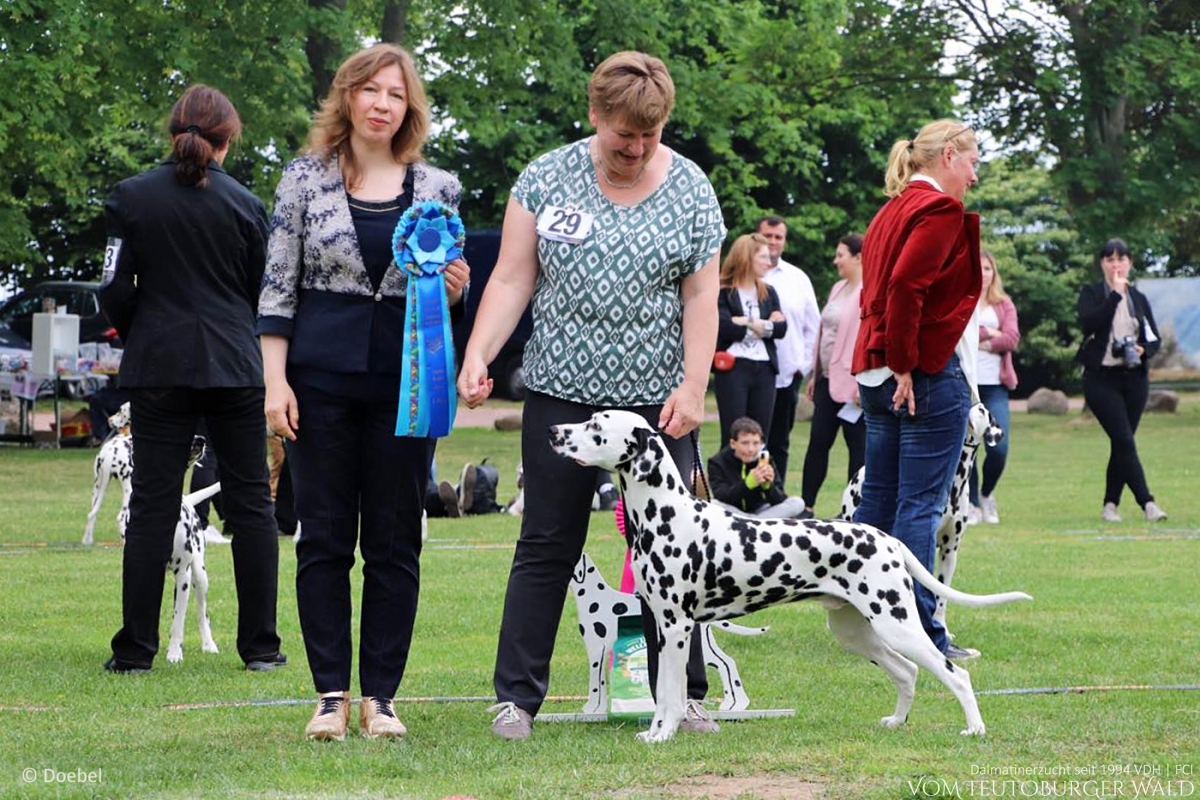 Jugend Klasse Rüden (11 Meldungen) Precious Picasso vom Teutoburger Wald Vater: Ch. Puntinato Ballante Tic Tac Terror Mutter: Ch. Flame of Fame vom Teutoburger Wald - Vorzüglich Platz 1, JCAC VDH + Club –