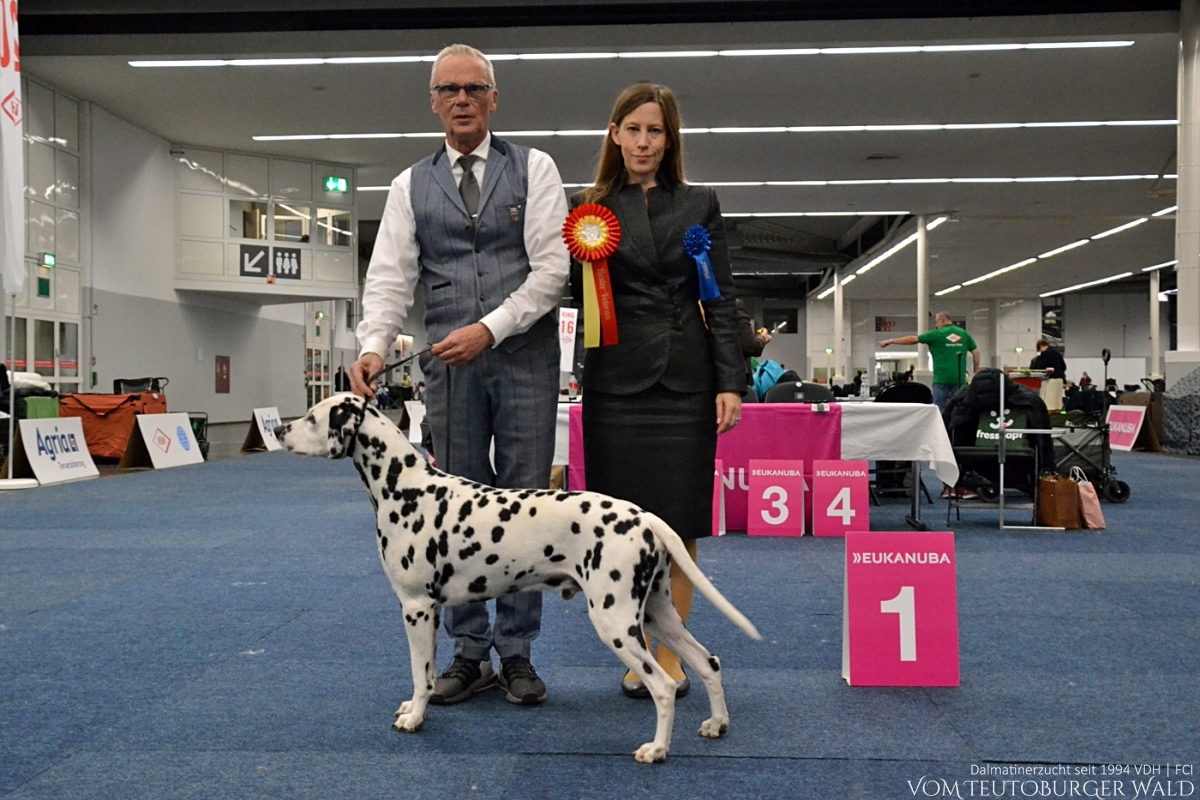 Veteranen Klasse Rüden (3 Meldungen) Int. &amp; Multi Ch. Canadian Club vom Teutoburger Wald Vater: Asshay vom Gramzower Kloster Mutter: Ch. Obonya’s Pride Anna-Ariella Doghandler: Michael Lehmann Vorzüglich Platz 1, Vet.FCI-CACIB, Vet-CAC VDH + Club VDH Bundes-Veteranensieger 2024 BESTER VETERAN