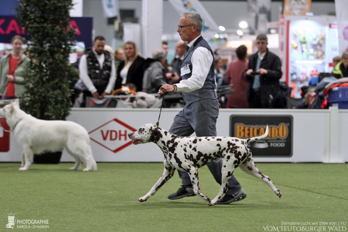 Veteranen Klasse Rüden (1 Meldung): Ch. Christi ORMOND Magic Moon (Moony, 9 Jahre) Bester Veteran VDH Bundes-Veteranensieger 2023 BEST IN SHOW VETERAN (FCI-Gruppen 1, 6, 9)