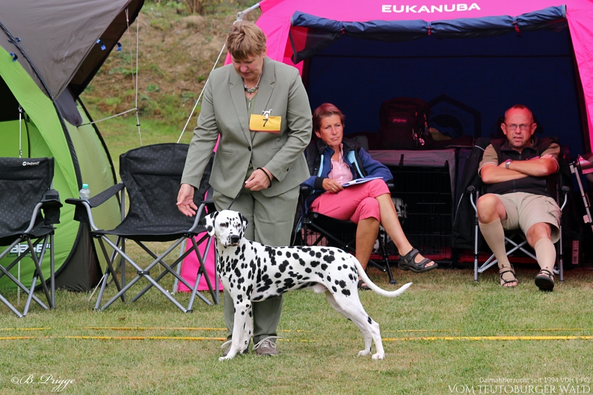 Jugend Klasse Rüden: JCh. Precious Picasso vom Teutoburger Wald V: Ch. Puntinato Ballante Tic Tac Terror M: Ch. Flame of Fame vom Teutoburger Wald Doghandler: Heike Winter 31.08.2024 – Vorzüglich Platz 2 01.09.2024 – Vorzüglich Platz 1 BESTER JUGENDHUND BESTER RÜDE BEST OF OPPOSITE SEX (BOS)