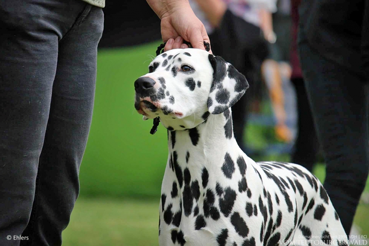 Jugend Klasse Rüden (11 Meldungen) Precious Picasso vom Teutoburger Wald Vater: Ch. Puntinato Ballante Tic Tac Terror Mutter: Ch. Flame of Fame vom Teutoburger Wald - Vorzüglich Platz 1, JCAC VDH + Club –