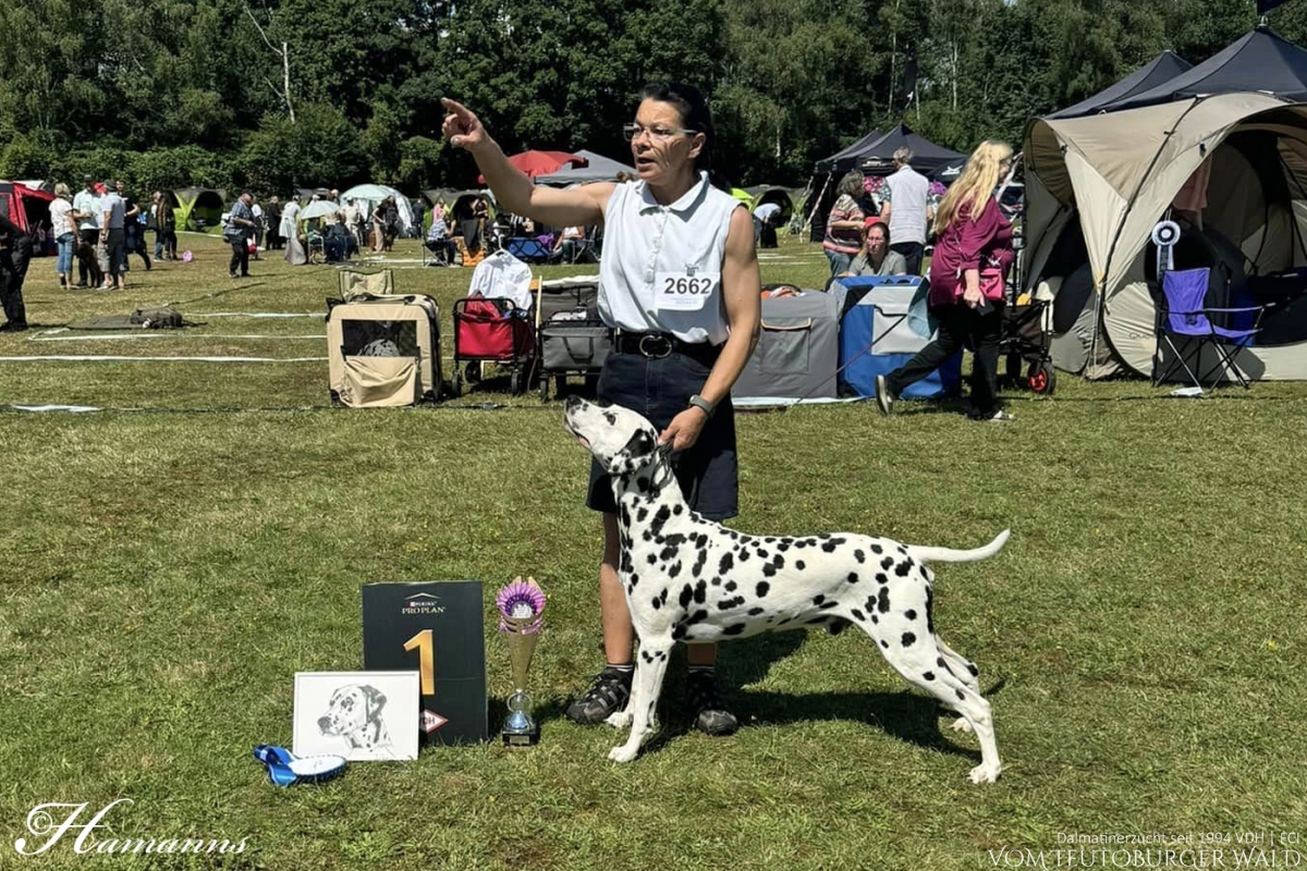 Veteranen Klasse Rüden (1 Meldung) Int. + Multi Ch. Canadian Club vom Teutoburger Wald Vater: Asshay vom Gramzower Kloster Mutter: Ch. Obonya’s Pride Anna-Ariella Vorzüglich Platz 1, VetCAC, Vet. FCI-CACIB, BOB VDH German Veteran Winner 2024 BESTER VETERAN BEST OF BREED BEST IN SHOW VETERAN 2. Platz (28.07.2024)