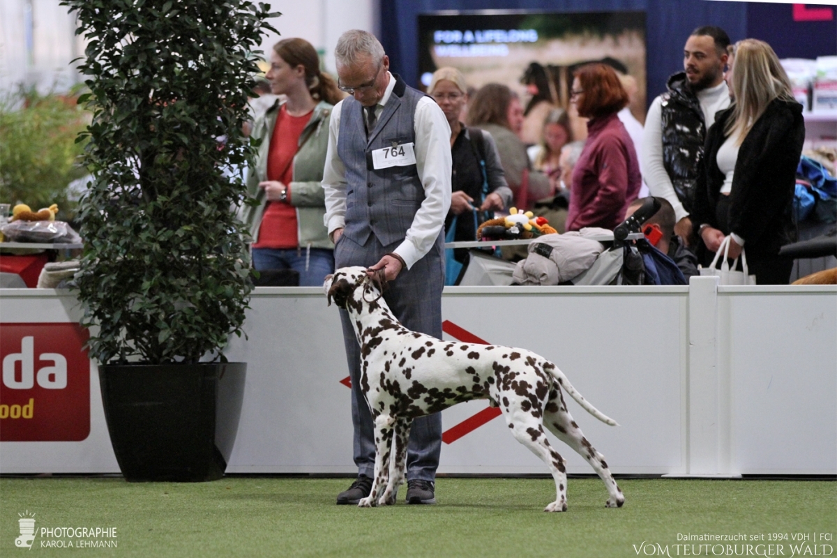 Veteranen Klasse Rüden (1 Meldung): Ch. Christi ORMOND Magic Moon (Moony, 9 Jahre) Bester Veteran VDH Bundes-Veteranensieger 2023 BEST IN SHOW VETERAN (FCI-Gruppen 1, 6, 9)