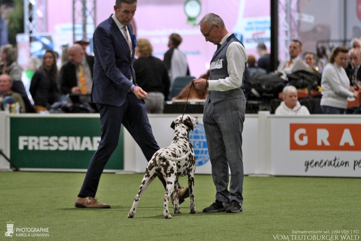 Veteranen Klasse Rüden (1 Meldung): Ch. Christi ORMOND Magic Moon (Moony, 9 Jahre) Bester Veteran VDH Bundes-Veteranensieger 2023 BEST IN SHOW VETERAN (FCI-Gruppen 1, 6, 9)