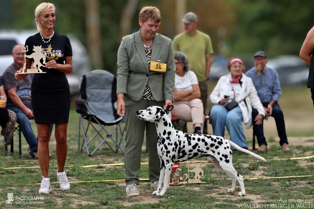 Champion Klasse Rüden Ch. Precious Picasso vom Teutoburger Wald Vater: WW '22 + Multi Ch. Puntinato Ballante Tic Tac Terror Mutter: Ch. Flame of Fame vom Teutoburger Wald 30.08.2026 – Vorzüglich Platz 1 Harz Sieger – BEST OF BREED 29.08.2026 – Vorzüglich Platz 2 Doghandler: Heike Winter Champion Klasse Rüden Ch. Precious Picasso vom Teutoburger Wald Vater: WW '22 + Multi Ch. Puntinato Ballante Tic Tac Terror Mutter: Ch. Flame of Fame vom Teutoburger Wald 30.08.2026 – Vorzüglich Platz 1 Harz Sieger – BEST OF BREED 29.08.2026 – Vorzüglich Platz 2 Doghandler: Heike Winter