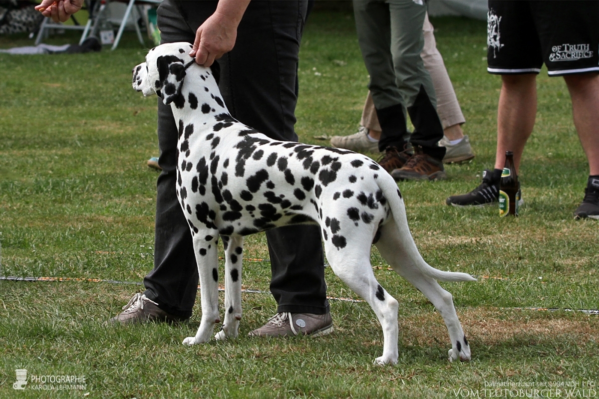 Jugend Klasse Rüden (11 Meldungen) Precious Picasso vom Teutoburger Wald Vater: Ch. Puntinato Ballante Tic Tac Terror Mutter: Ch. Flame of Fame vom Teutoburger Wald - Vorzüglich Platz 1, JCAC VDH + Club –