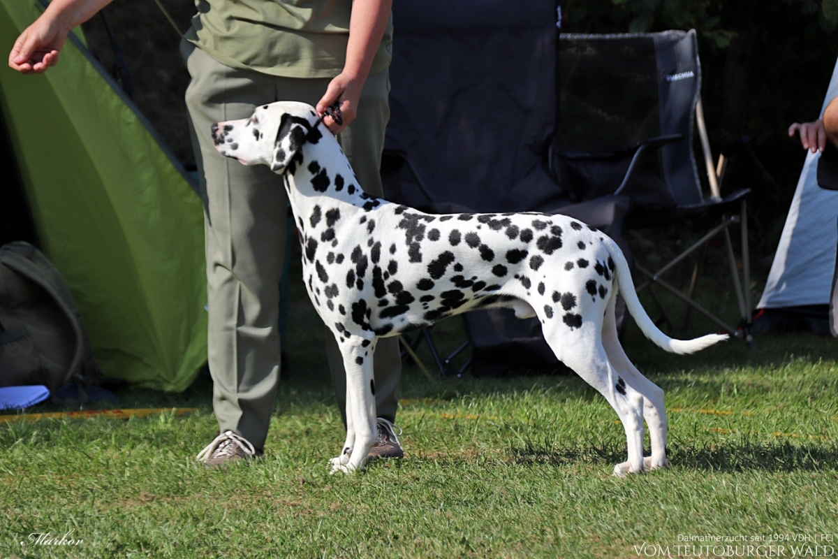 Jugend Klasse Rüden: JCh. Precious Picasso vom Teutoburger Wald V: Ch. Puntinato Ballante Tic Tac Terror M: Ch. Flame of Fame vom Teutoburger Wald Doghandler: Heike Winter 31.08.2024 – Vorzüglich Platz 2 01.09.2024 – Vorzüglich Platz 1 BESTER JUGENDHUND BESTER RÜDE BEST OF OPPOSITE SEX (BOS)