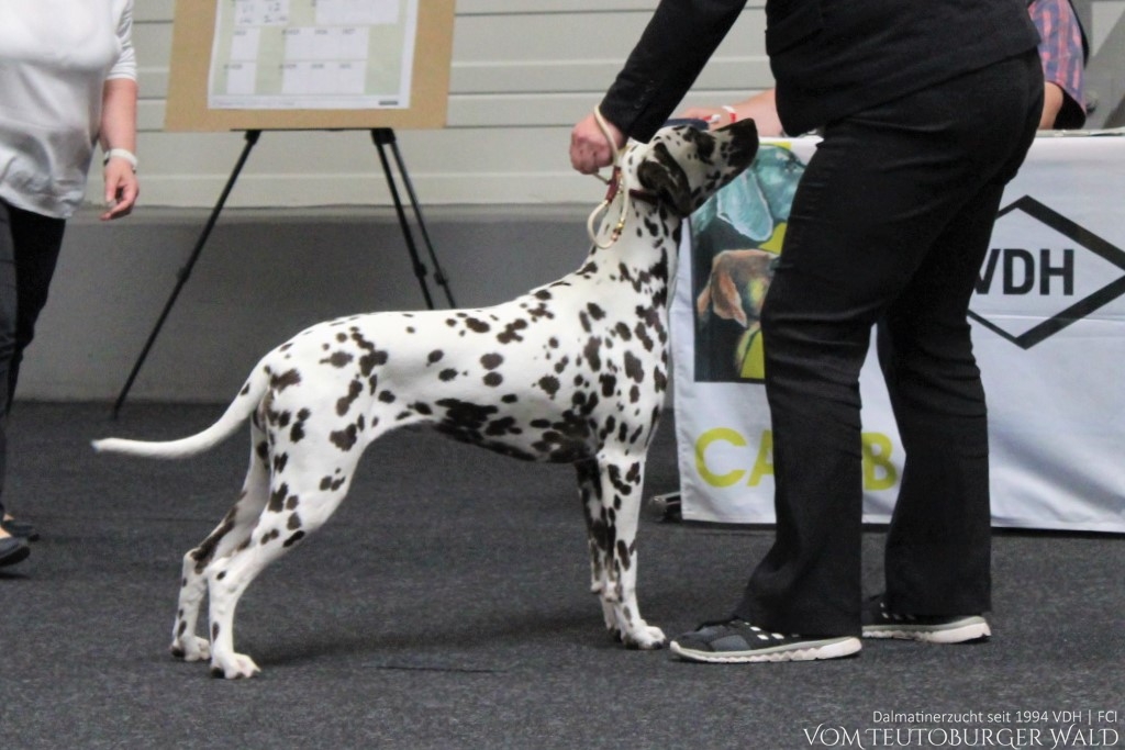 Face to Face vom Teutoburger Wald (Filou) Vorzüglich 1. Platz, CAC, CACIB res. ZWEITBESTE HÜNDIN