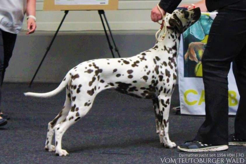 CACIB II Crufts Q - Autumn Show - Gradačac (BiH) BEST IN GROUP 3 | BEST OF BREED (BOB) – Champion Face to Face vom Teutoburger Wald