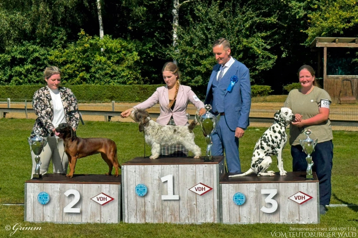 Jugend Klasse Hündinnen (10 Meldungen) Parvana Pearl vom Teutoburger Wald Vater: Ch. Puntinato Ballante Tic Tac Terror Mutter: Ch. Flame of Fame vom Teutoburger Wald Vorzüglich Platz 1, JCAC, Jug. FCI-CACIB VDH German Junior Winner 2024 BESTER JUGENDHUND BEST IN GROUP JUNIOR 3. Platz