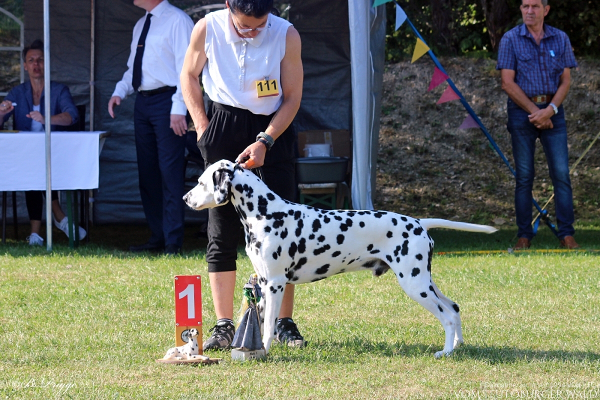 Veteranen Klasse Rüden: Int. Ch. Canadian Club vom Teutoburger Wald V: Asshay vom Gramzower Kloster M: Ch. Obonya’s Pride Anna-Ariella Doghandler: Angelique Kronefeld-Obert 31.08.2024 – Vorzüglich Platz 2 01.09.2024 – Vorzüglich Platz 1
