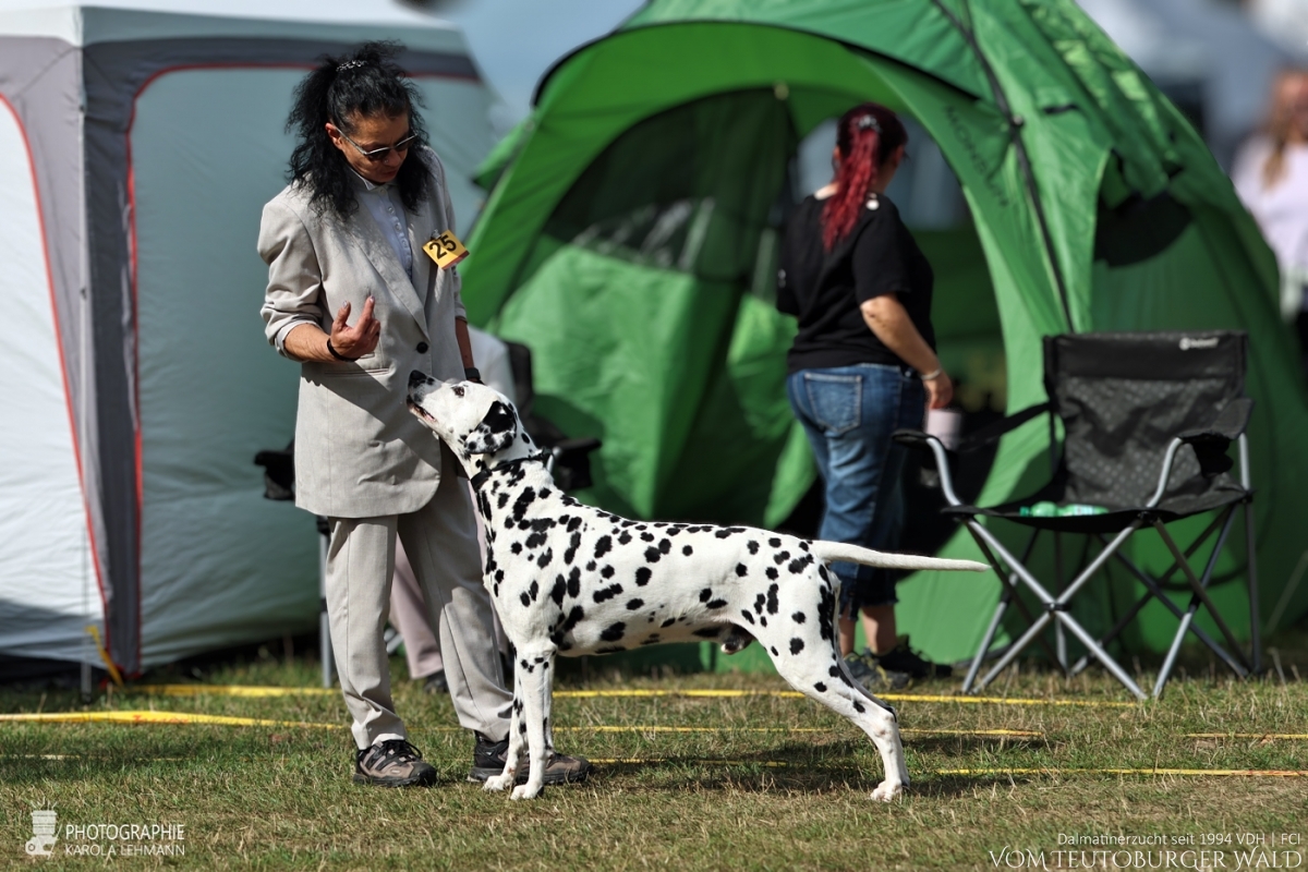 Veteranen Klasse Rüden Int.+ Multi Ch. Canadian Club vom Teutoburger Wald Vater: Asshay vom Gramzower Kloster Mutter: Ch. Obonya's Pride Anna-Ariella 29.08.2026 – Vorzüglich Platz 1 30.08.2026 – Vorzüglich Platz 2 Doghandler: Angelique Kronefeld-Obert Veteranen Klasse Rüden Int.+ Multi Ch. Canadian Club vom Teutoburger Wald Vater: Asshay vom Gramzower Kloster Mutter: Ch. Obonya's Pride Anna-Ariella 29.08.2026 – Vorzüglich Platz 1 30.08.2026 – Vorzüglich Platz 2 Doghandler: Angelique Kronefeld-Obert
