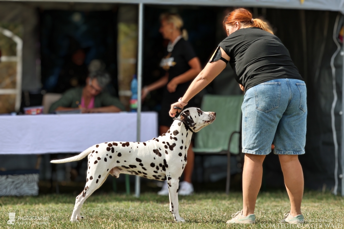 Veteranen Klasse Rüden Ch. Everest Echo vom Teutoburger Wald Vater: Thalcida's Hamlet Mutter: Christi ORMOND Knjazjouna Kyra 29.08.2026 – Vorzüglich Platz 2 Doghandler: Assja Markov Veteranen Klasse Rüden Ch. Everest Echo vom Teutoburger Wald Vater: Thalcida's Hamlet Mutter: Christi ORMOND Knjazjouna Kyra 29.08.2026 – Vorzüglich Platz 2 Doghandler: Assja Markov