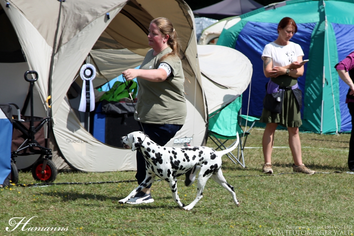 Jugend Klasse Hündinnen (10 Meldungen) Parvana Pearl vom Teutoburger Wald Vater: Ch. Puntinato Ballante Tic Tac Terror Mutter: Ch. Flame of Fame vom Teutoburger Wald Vorzüglich Platz 1, JCAC, Jug. FCI-CACIB VDH German Junior Winner 2024 BESTER JUGENDHUND BEST IN GROUP JUNIOR 3. Platz