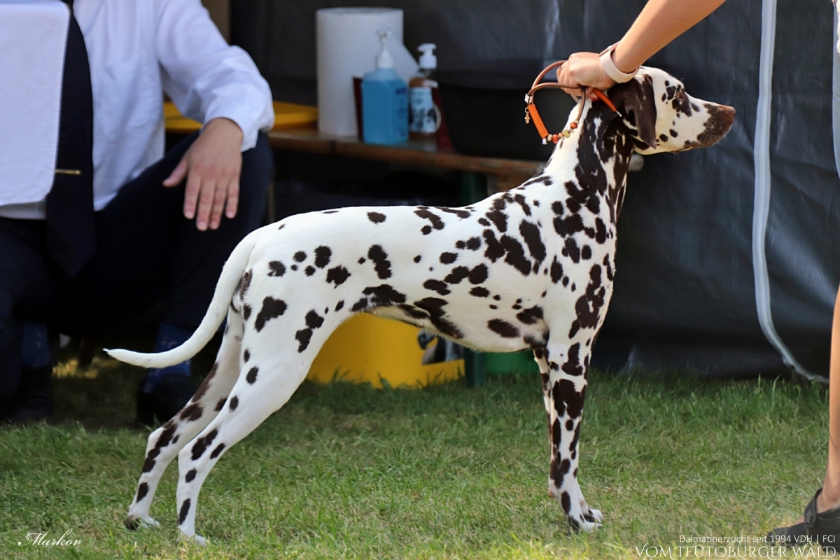 Jugend Klasse Hündinnen: Outstanding Odette vom Teutoburger Wald V: Int. Ch. Insomnium Blood Diamond M: Ch. Endearing Edina vom Teutoburger Wald Doghandler: Assja Markov 01.09.2024 – Vorzüglich Platz 1