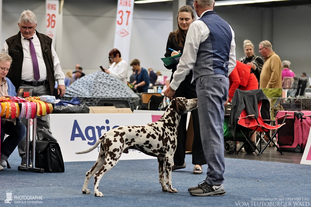 Veteranen Klasse Rüden: Ch Fantastic Four vom Teutoburger Wald V: Ch Christi ORMOND Magic Moon M: Ch Treasure Toulouse vom Teutoburger Wald Vorzüglich Platz 2 Veteranen Klasse Rüden: Ch Fantastic Four vom Teutoburger Wald V: Ch Christi ORMOND Magic Moon M: Ch Treasure Toulouse vom Teutoburger Wald Vorzüglich Platz 2