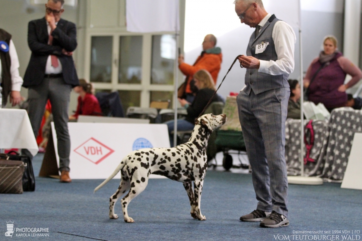 Champion Klasse Hündinnen (7 Meldungen) Ch. Jameelah´s Journey vom Teutoburger Wald Vorzüglich 2. Platz, VDH CAC Doghandler: Michael Lehmann V: Ch. D-Day vom Teutoburger Wald M: Ch. Crispy ’n‘ Crunchy vom Teutoburger Wald