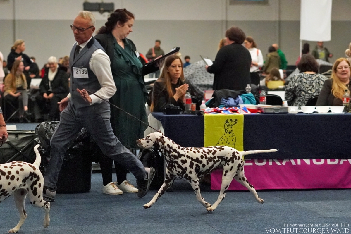 Champion Klasse Hündinnen (17 Meldungen) Ch. Jameelah’s Journey vom Teutoburger Wald Vater: Ch. D-Day vom Teutoburger Wald Mutter: Ch. Crispy ´n´Crunchy vom Teutoburger Wald Doghandler: Michael Lehmann Vorzüglich Platz 4
