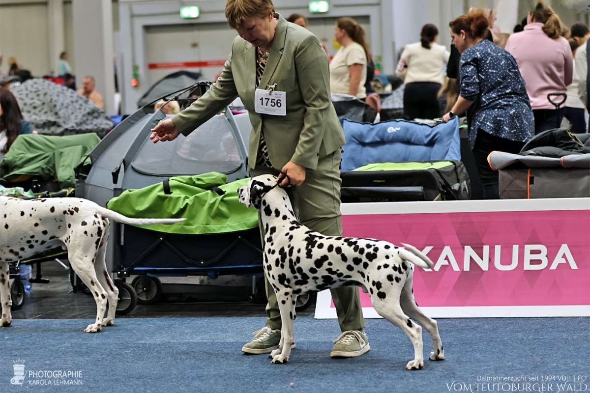 Champion Klasse Rüden: Ch Precious Picasso vom Teutoburger Wald V: WW ´20 Puntinato Ballante Tic Tac Terror M: Ch Flame of Fame vom Teutoburger Wald Vorzüglich Platz 3 Champion Klasse Rüden: Ch Precious Picasso vom Teutoburger Wald V: WW ´20 Puntinato Ballante Tic Tac Terror M: Ch Flame of Fame vom Teutoburger Wald Vorzüglich Platz 3
