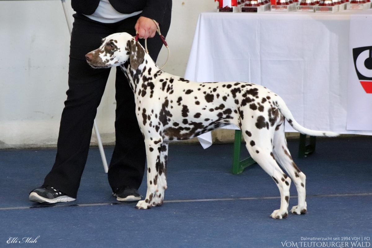 Champion Klasse Hündinnen (3 Meldungen) Ch. Face to Face vom Teutoburger Wald (Filou) V: Christi ORMOND Magic Moon M: Treasure Toulouse vom Teutoburger Wald Vorzüglich 2. Platz, CACA res.