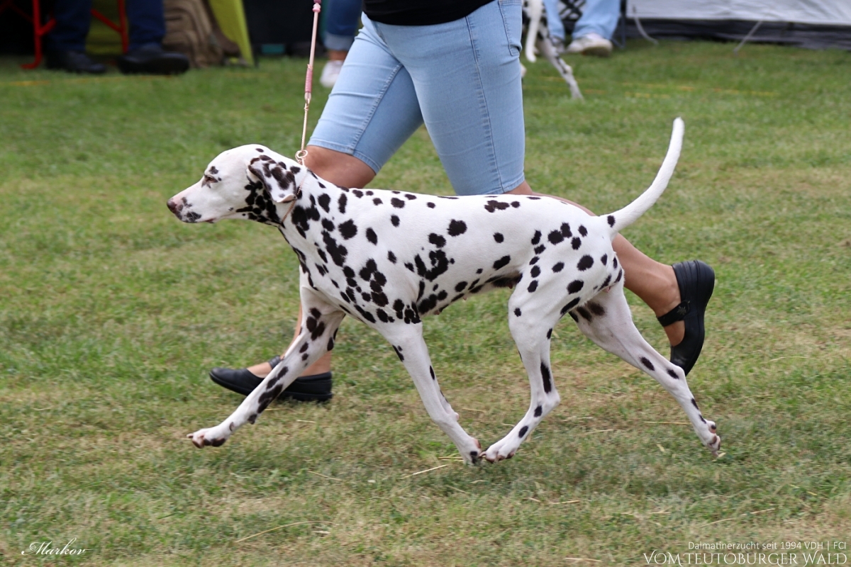Champion Klasse Hündinnen: Ch. Endearing Edina vom Teutoburger Wald V: Thalcida’s Hamlet M: Christi ORMOND Knjazjouna Kyra Doghandler: Assja Markov 31.08.2024 – Vorzüglich Platz 2