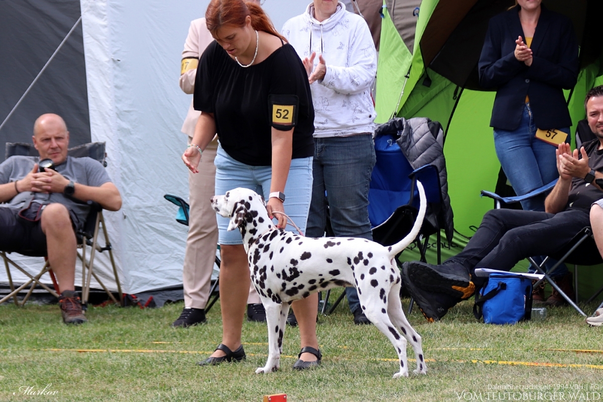 Champion Klasse Hündinnen: Ch. Endearing Edina vom Teutoburger Wald V: Thalcida’s Hamlet M: Christi ORMOND Knjazjouna Kyra Doghandler: Assja Markov 31.08.2024 – Vorzüglich Platz 2