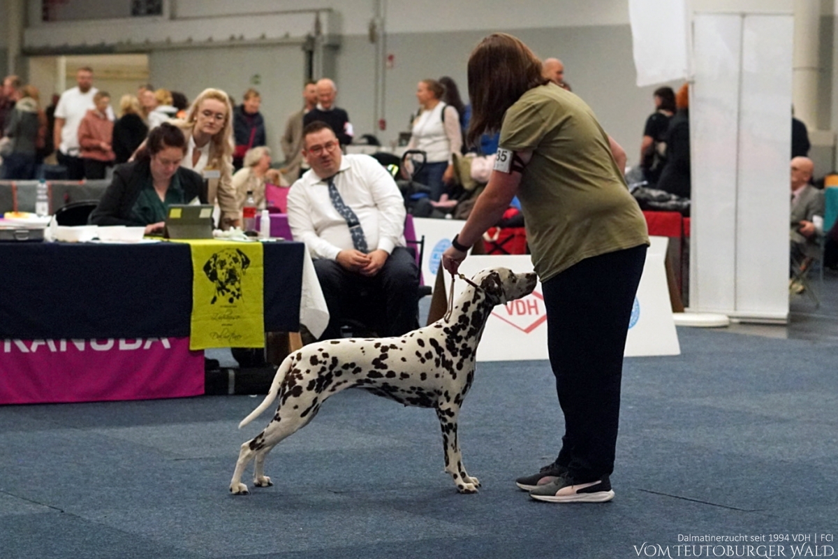 Champion Klasse Hündinnen (17 Meldungen) Ch. Flame of Fame vom Teutoburger Wald Vater: Ch. Christi ORMOND Magic Moon Mutter: Ch. Treasure Toulouse vom Teutoburger Wald Doghandler: Ann-Christin Leitow Vorzüglich