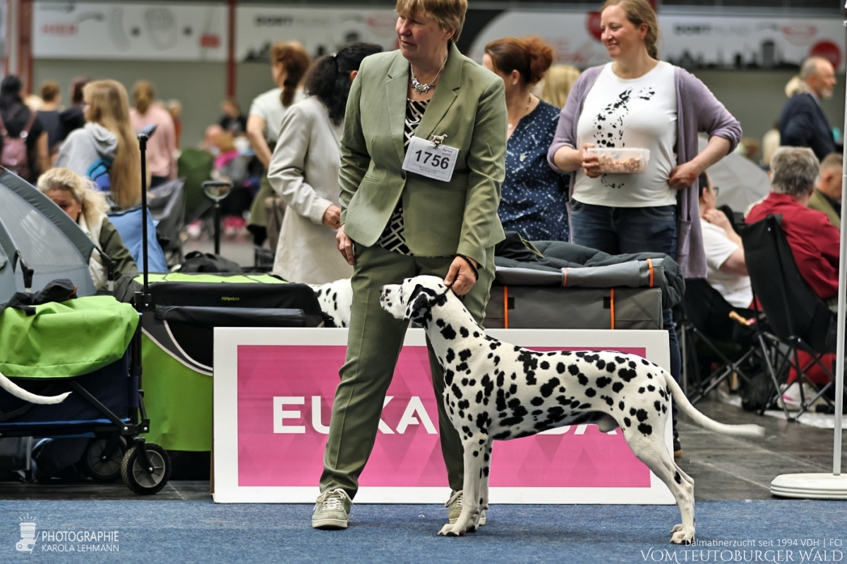 Champion Klasse Rüden: Ch Precious Picasso vom Teutoburger Wald V: WW ´20 Puntinato Ballante Tic Tac Terror M: Ch Flame of Fame vom Teutoburger Wald Vorzüglich Platz 3 Champion Klasse Rüden: Ch Precious Picasso vom Teutoburger Wald V: WW ´20 Puntinato Ballante Tic Tac Terror M: Ch Flame of Fame vom Teutoburger Wald Vorzüglich Platz 3