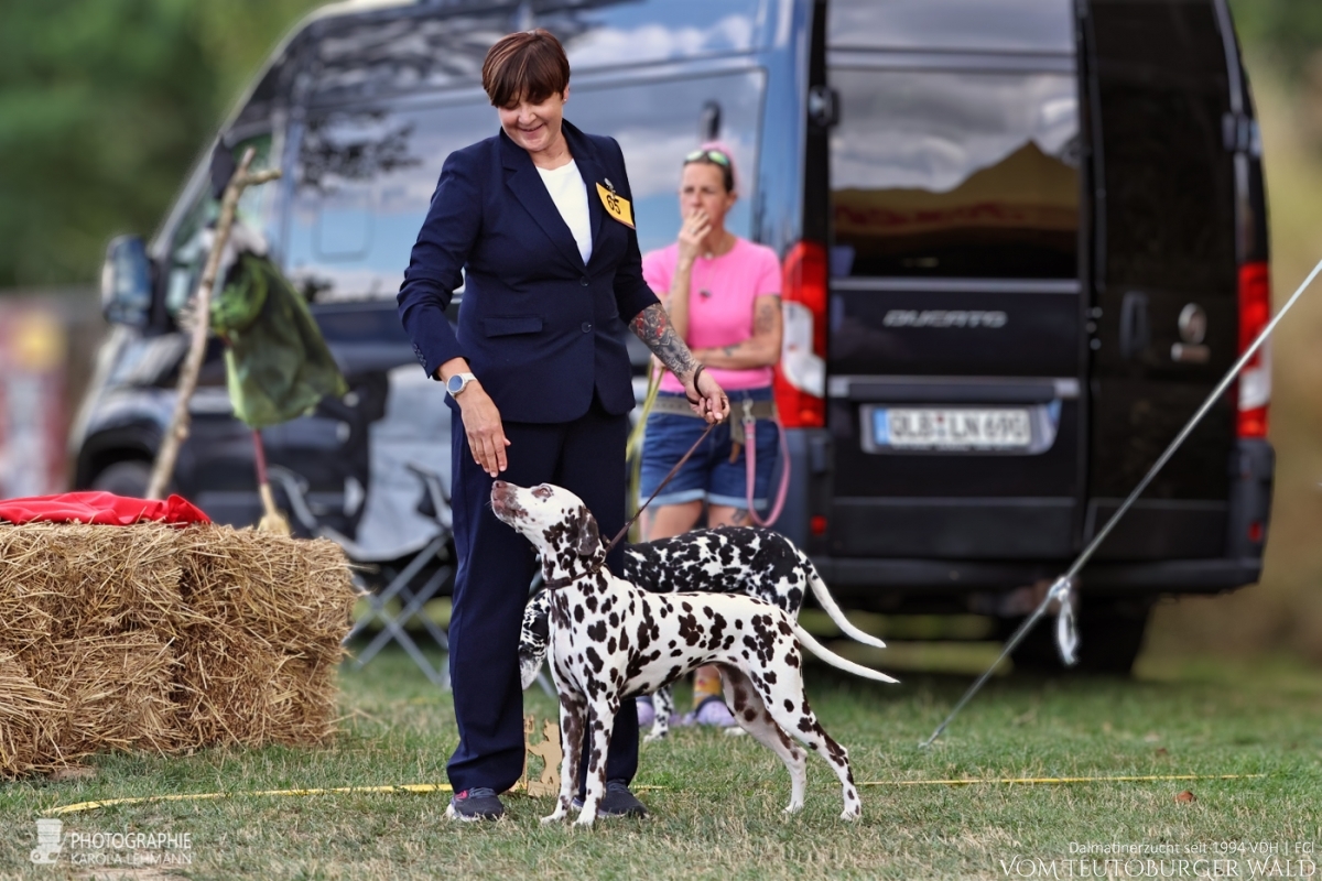 Champion Klasse Hündinnen Ch. Original Ophelia vom Teutoburger Wald Vater: Int. Ch. Insomnium Blood Diamond Mutter: Ch. Endearing Edina vom Teutoburger Wald 29.08.2026 – Vorzüglich Platz 4 30.08.2026 – Vorzüglich Platz 2 Doghandler: Claudia Lamprecht Champion Klasse Hündinnen Ch. Original Ophelia vom Teutoburger Wald Vater: Int. Ch. Insomnium Blood Diamond Mutter: Ch. Endearing Edina vom Teutoburger Wald 29.08.2026 – Vorzüglich Platz 4 30.08.2026 – Vorzüglich Platz 2 Doghandler: Claudia Lamprecht
