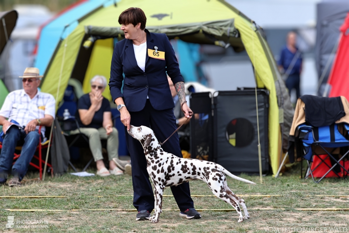 Champion Klasse Hündinnen Ch. Original Ophelia vom Teutoburger Wald Vater: Int. Ch. Insomnium Blood Diamond Mutter: Ch. Endearing Edina vom Teutoburger Wald 29.08.2026 – Vorzüglich Platz 4 30.08.2026 – Vorzüglich Platz 2 Doghandler: Claudia Lamprecht Champion Klasse Hündinnen Ch. Original Ophelia vom Teutoburger Wald Vater: Int. Ch. Insomnium Blood Diamond Mutter: Ch. Endearing Edina vom Teutoburger Wald 29.08.2026 – Vorzüglich Platz 4 30.08.2026 – Vorzüglich Platz 2 Doghandler: Claudia Lamprecht