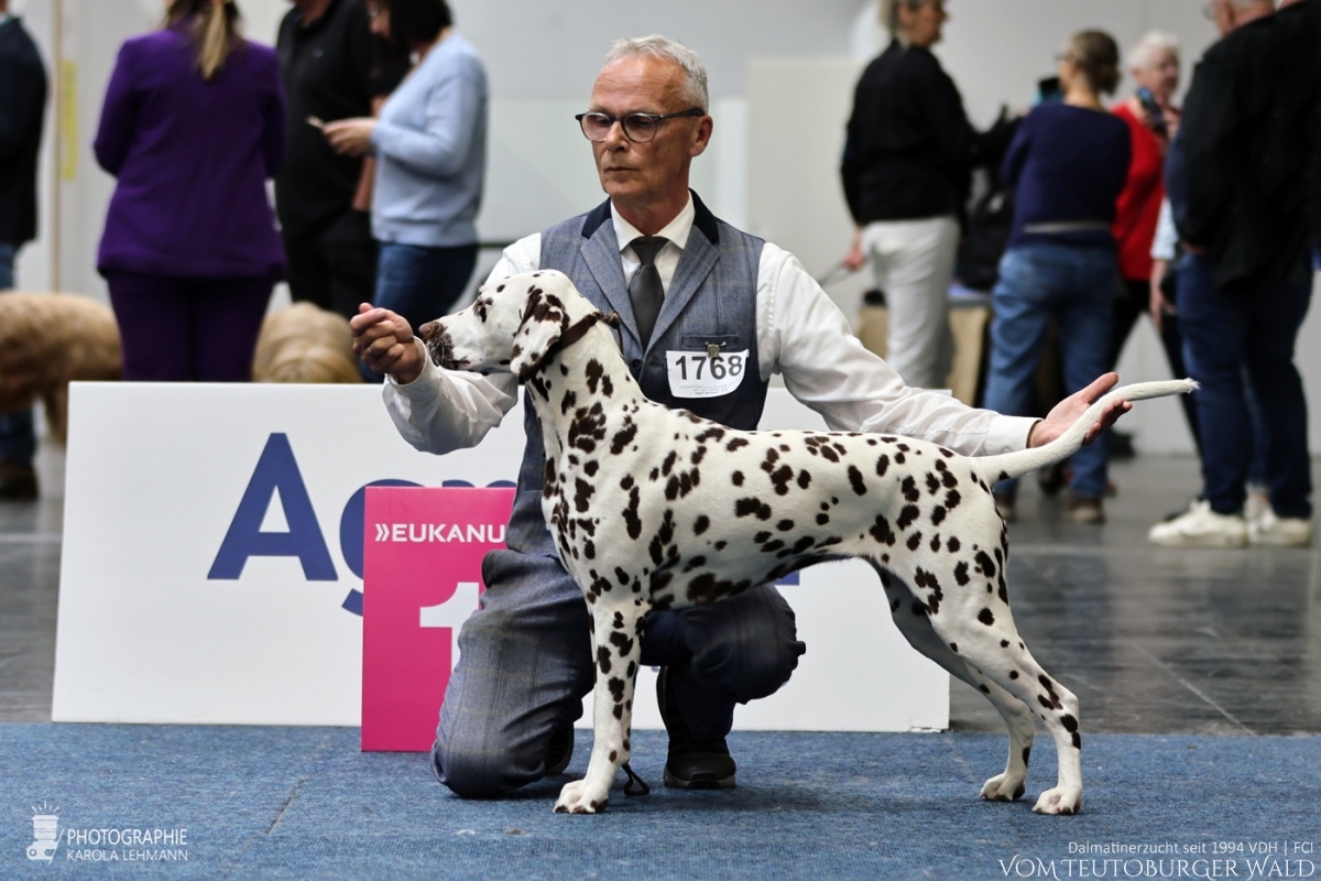 Jugend Klasse Hündinnen: Timeless Twilight vom Teutoburger Wald (Lotte) V: Int + Multi Ch Running Spot’s Dancing Bob M: Ch Jameelah’s Journey vom Teutoburger Wald Vorzüglich Platz 1 VDH Europa Jugendsiegerin 2026 Bester Jugendhund Jugend Klasse Hündinnen: Timeless Twilight vom Teutoburger Wald (Lotte) V: Int + Multi Ch Running Spot’s Dancing Bob M: Ch Jameelah’s Journey vom Teutoburger Wald Vorzüglich Platz 1 VDH Europa Jugendsiegerin 2026 Bester Jugendhund