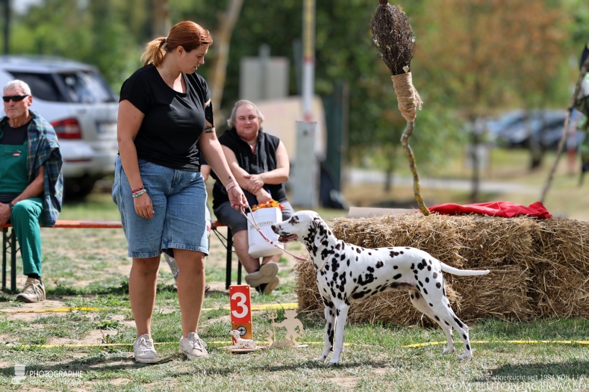 Veteranen Klasse Hündinnen Ch. Endearing Edina vom Teutoburger Wald Vater: Thalcida's Hamlet Mutter: Christi ORMOND Knjazjouna Kyra 29.08.2026 – Vorzüglich Platz 3 Doghandler: Assja Markov Veteranen Klasse Hündinnen Ch. Endearing Edina vom Teutoburger Wald Vater: Thalcida's Hamlet Mutter: Christi ORMOND Knjazjouna Kyra 29.08.2026 – Vorzüglich Platz 3 Doghandler: Assja Markov