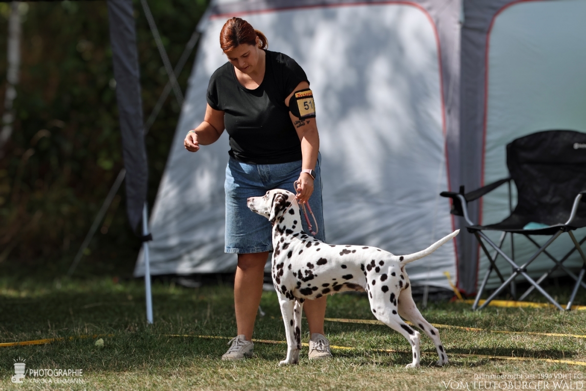 Veteranen Klasse Hündinnen Ch. Endearing Edina vom Teutoburger Wald Vater: Thalcida's Hamlet Mutter: Christi ORMOND Knjazjouna Kyra 29.08.2026 – Vorzüglich Platz 3 Doghandler: Assja Markov Veteranen Klasse Hündinnen Ch. Endearing Edina vom Teutoburger Wald Vater: Thalcida's Hamlet Mutter: Christi ORMOND Knjazjouna Kyra 29.08.2026 – Vorzüglich Platz 3 Doghandler: Assja Markov